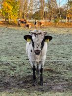 Texas longhorn koe kalf te koop, Dieren en Toebehoren, Vrouwelijk, 0 tot 2 jaar
