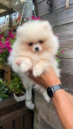 Mooie klein pomeriaan reutje, Dieren en Toebehoren, Honden | Chihuahua's en Gezelschapshonden, 8 tot 15 weken, Eén hond, Nederland