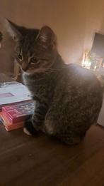 Kitten, Poes, Ontwormd, 0 tot 2 jaar