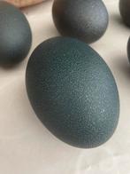 Emoe eieren, curiosa, decoratie, opgezet, groen, struisvogel, Ophalen of Verzenden, Zo goed als nieuw, Beeldje of Figuurtje