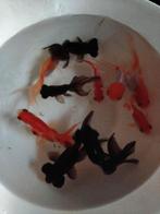 Gratis gezonde goudvissen, Dieren en Toebehoren, Vissen | Aquariumvissen, Overige typen