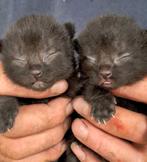 Te koop 4 lieve kittens, Dieren en Toebehoren, Katten en Kittens | Overige Katten, Meerdere dieren, Kortharig, 0 tot 2 jaar