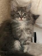 Maine Coon kittens, Dieren en Toebehoren, Meerdere dieren, Ontwormd, 0 tot 2 jaar