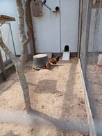 Te koop hollandse kriel haan en hen., Meerdere dieren, Kip