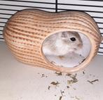 Leuke gerbils zoeken een thuis, Dieren en Toebehoren, Knaagdieren, Mannelijk, December, Overige typen, Tam