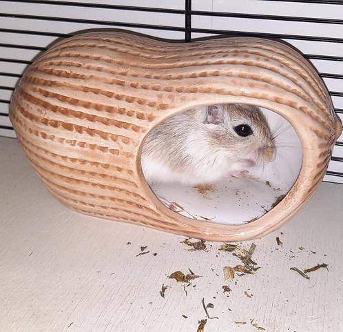 Leuke gerbils zoeken een thuis, Dieren en Toebehoren, Knaagdieren, Mannelijk, Overige typen, December, Tam