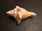 Schelp uit Aruba, Verzamelen, Mineralen en Fossielen, Verzenden, Schelp(en)