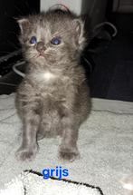 Ragdoll kittens uit geteste ouders, Dieren en Toebehoren, Katten en Kittens | Raskatten | Langhaar, Meerdere dieren, Gechipt, 0 tot 2 jaar
