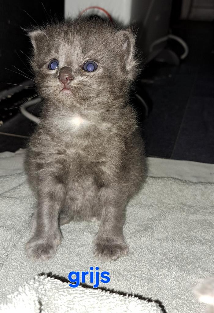 Ragdoll kittens uit geteste ouders, Dieren en Toebehoren, Katten en Kittens | Raskatten | Langhaar, Meerdere dieren, 0 tot 2 jaar