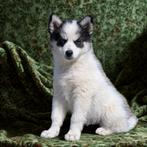 Pomsky F3 pup met groene ogen, Rabiës (hondsdolheid), Reu, 8 tot 15 weken, Poolhond