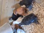 Mooie  cochin kriel kuikens alleen hennen zijn nu 5 weken o, Dieren en Toebehoren, Vrouwelijk, Kip