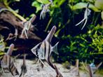 Maanvissen (jonge) (Pterophyllum scalare), Vis