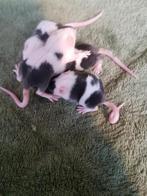 Handtamme kleurmuizen, Dieren en Toebehoren, Knaagdieren, Muis, Mannelijk, December, Tam