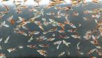 Entler Guppy mix - 3 mannen & 3 vrouwen voor 7,95, Vis, Zoetwatervis