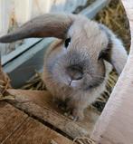 Lieve minilop x nhd gecastreerd rammetje😇, Dieren en Toebehoren, Konijnen, Mannelijk, Dwerg