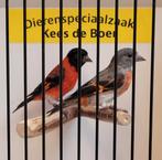 Mooi koppel kapoetsensijzen, Meerdere dieren, Geringd