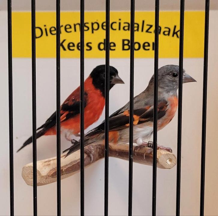 Mooi koppel kapoetsensijzen, Dieren en Toebehoren, Vogels | Overige Vogels, Meerdere dieren, Geringd
