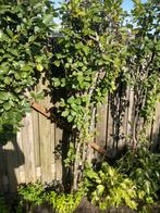 16 FRUITBOMEN ca 2,5m peer appelboom kers kerspruim perzik, Ophalen, Lente, Perenboom, Halfschaduw
