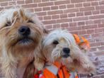 2 reutjes Maltezer Yorkshire terrier niet doorgefokt, gezond, Dieren en Toebehoren, Yorkshire Terriër, Rabiës (hondsdolheid), Reu
