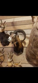 Moeflon prachtig opgezet, Verzamelen, Dierenverzamelingen, Ophalen of Verzenden, Zo goed als nieuw, Wild dier, Gewei of Kop