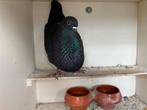 Canaria duifje, Dieren en Toebehoren, Vogels | Duiven, Vrouwelijk, Kropper