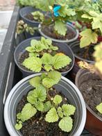 Diverse kruiden, Tuin en Terras, Planten | Tuinplanten, Ophalen, Kruiden