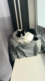 Nieuwe baas vinden, Kater, Gechipt, 6 jaar of ouder