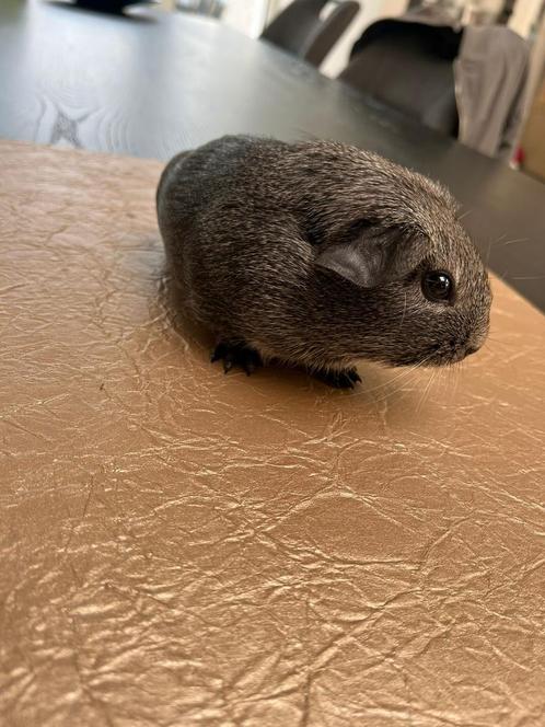 Zilver agouti cavia’s zeugjes, Dieren en Toebehoren, Knaagdieren, Vrouwelijk, Cavia, Na 1 juli 2024, Tam