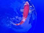 Japanse koi 35-40cm (Marusei Hirasawa), Karper of Koi