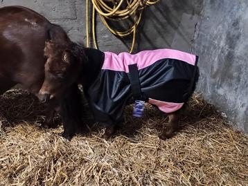 Partij (mini) shetlander dekens beschikbaar voor biedingen