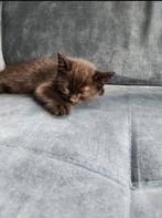 Britste korthaar kittens, Dieren en Toebehoren, Katten en Kittens | Raskatten | Korthaar, Meerdere dieren, Ontwormd, 0 tot 2 jaar