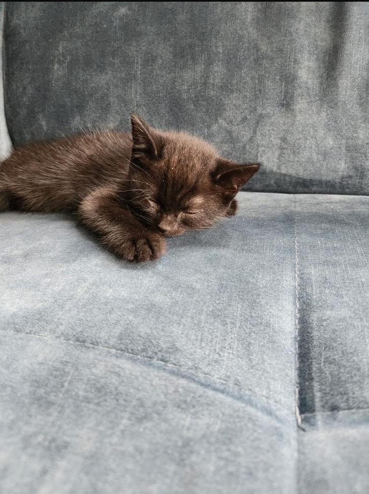 Britste korthaar kittens, Dieren en Toebehoren, Katten en Kittens | Raskatten | Korthaar, Meerdere dieren, 0 tot 2 jaar, Ontwormd