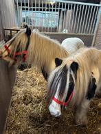 Te koop span tinker merries, Dieren en Toebehoren, Merrie, A pony (tot 1.17m), 3 tot 6 jaar, Gechipt