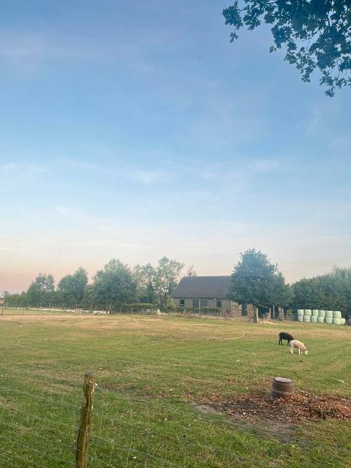 Plekje aangeboden voor hoefbevangen shetlander., Dieren en Toebehoren, Stalling en Weidegang, 1 paard of pony