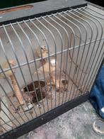 t.k. jongen koppels harlekijn kanaries  2025 nov winterhard, Dieren en Toebehoren, Meerdere dieren, Kleurkanarie