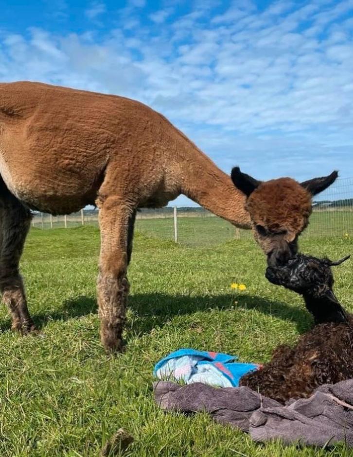 3 leuke alpaca’s te koop - 2 merries en een ruintje, Dieren en Toebehoren, Schapen, Geiten en Varkens, Meerdere dieren, 0 tot 2 jaar