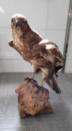 Taxidermie prachtige opgezette Buizerd, Verzamelen, Dierenverzamelingen, Opgezet dier, Vogel, Ophalen of Verzenden, Zo goed als nieuw