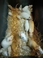 Mooie jonge rittens te koop., Dieren en Toebehoren, Meerdere dieren, Rat