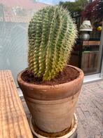 Grote cactus van 37cm hoog, Huis en Inrichting, Kamerplanten, Cactus, Volle zon, Ophalen