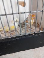 Kanarie, Dieren en Toebehoren, Vogels | Kanaries, Meerdere dieren, Kleurkanarie