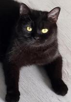 Britskorthaar kat, Dieren en Toebehoren, Katten en Kittens | Raskatten | Korthaar, Meerdere dieren