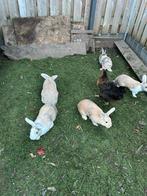 Aangeboden groot soort konijnen!, Dieren en Toebehoren, Meerdere dieren, Groot
