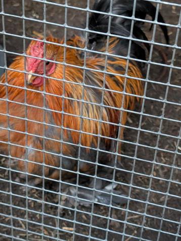 Brahma haan kriel  beschikbaar voor biedingen