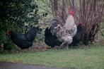 Broedeieren Australorp groot, Geslacht onbekend, Kip