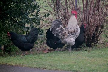 Broedeieren Australorp groot beschikbaar voor biedingen