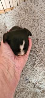 Morki,kruising tussen maltezer en miniyork, Dieren en Toebehoren, Honden | Chihuahua's en Gezelschapshonden, Overige rassen, CDV (hondenziekte)