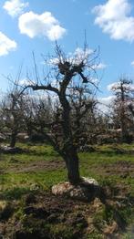 Knoestige Conference peer laagstammen 60 jaar, Ophalen, 250 tot 400 cm, Perenboom, Lente