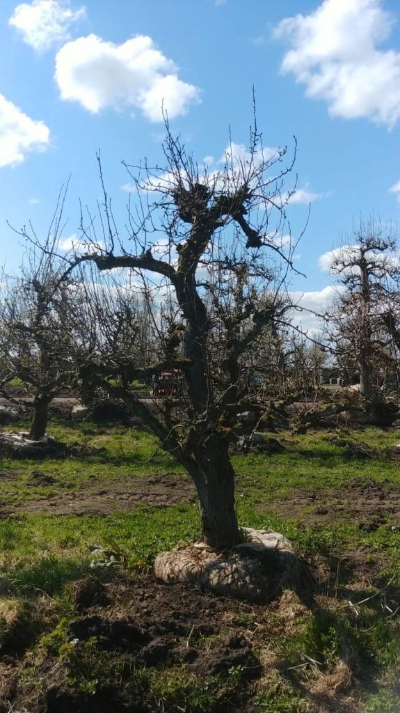 Knoestige Conference peer laagstammen 60 jaar, Tuin en Terras, Planten | Fruitbomen, Perenboom, 250 tot 400 cm, Lente, Ophalen