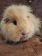 Ch teddy cavia zeugje, Dieren en Toebehoren, Knaagdieren, Maart, Vrouwelijk, Cavia