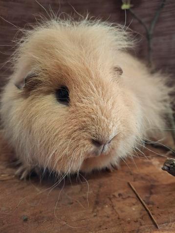 Ch teddy cavia zeugje beschikbaar voor biedingen